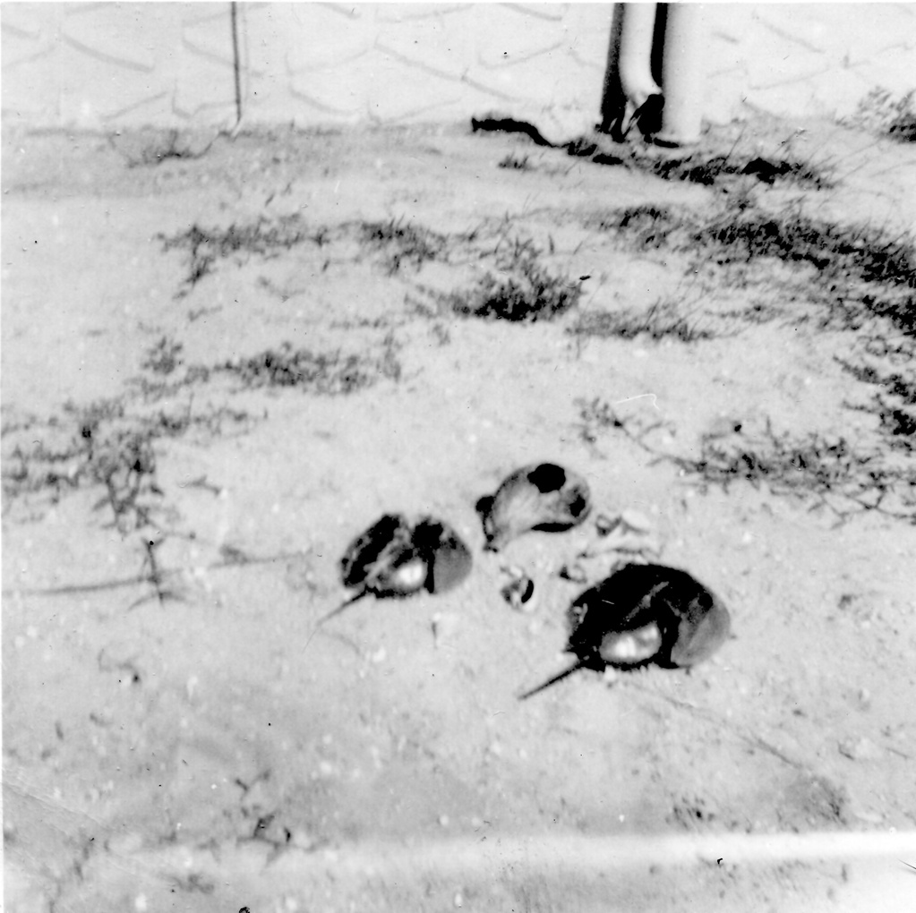 View Original Image