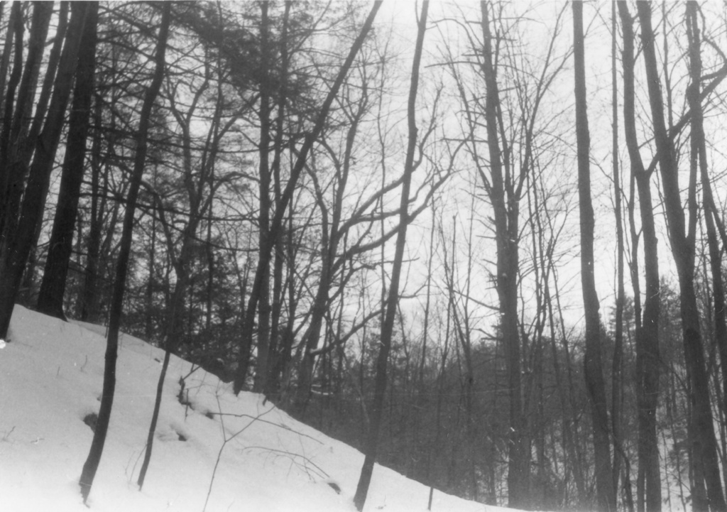 View Original Image