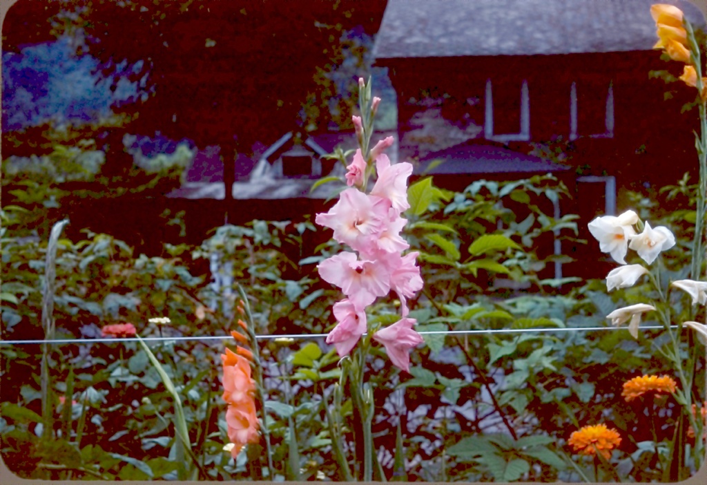 View Original Image