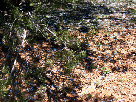 Enlarge photo 54