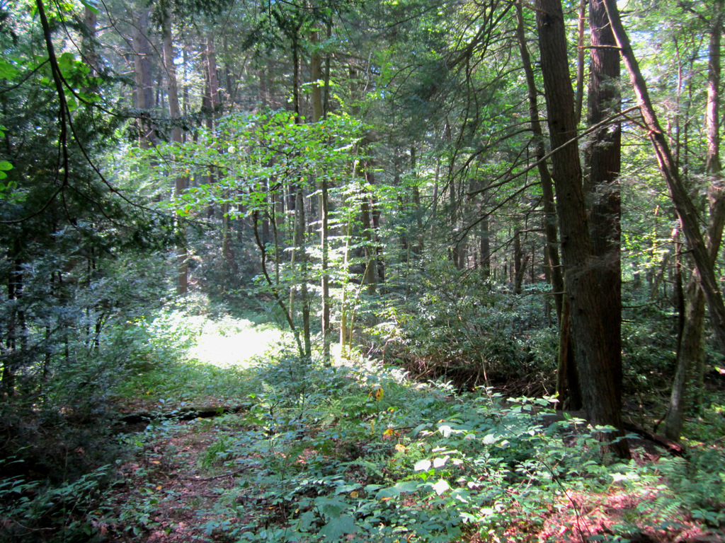 View Original Image