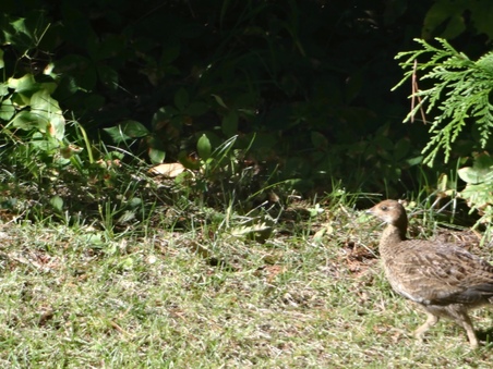 Enlarge photo 13