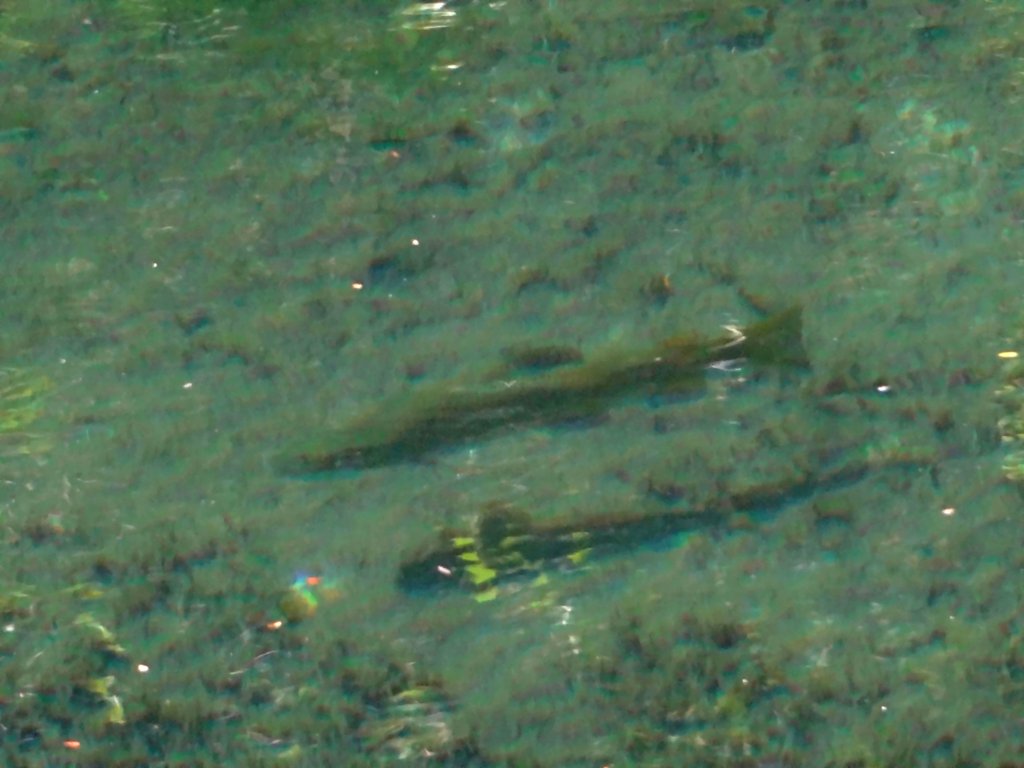 View Original Image