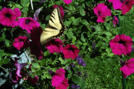 Enlarge photo 30