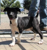 CASILLAS RAT TERRIER PUPPIES - 2  LEFT 