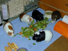 Cavy Cages - Free Range - Misc