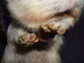 Enlarge photo 11