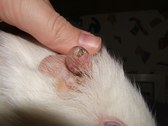 Enlarge photo 20