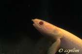 Polypterus Albino Senegalus Senegalus
