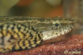 Polypterus Bichir Lapradei