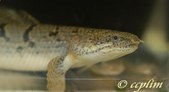 Polypterus Delhezi 