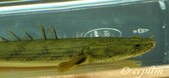 Polypterus Endlicheri Congicus