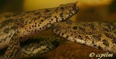 Polypterus Endlicheri Endlicheri 