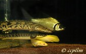Polypterus (Groups)