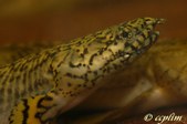 Polypterus Ornatipinnis