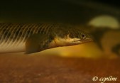 Polypterus Palmas Polli