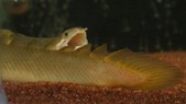 Polypterus Senegalus Senegalus