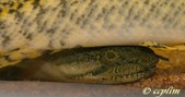 Polypterus Weeksii