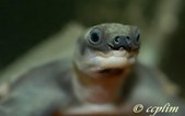 Fly River Turtle