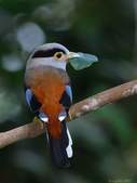 Broadbills