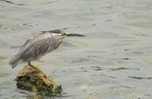 Enlarge photo 30