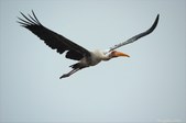 Herons, Egrets, Bitterns, and Storks