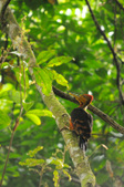 Woodpeckers