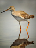 Waders