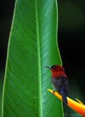 Sunbirds and SpiderHunters