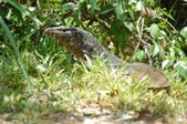 Reptiles