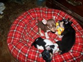 Enlarge photo 11