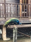 Enlarge photo 16