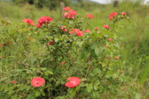 Enlarge photo 16