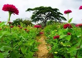 Enlarge photo 10