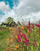 Finca Rustica, Naguabo