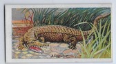 E26 Menagerie Gum Animals