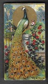 T42 AMERICAN BEAUTY BIRD SERIES