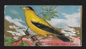 T42 AMERICAN BEAUTY BIRD SERIES