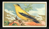 T42 Bird Series White Border
