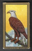 T42 Bird Series Gold Border