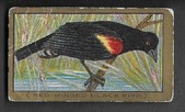T42 CYCLE BIRD SERIES