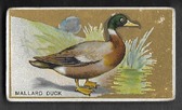 T42 OLD MILL WHITE BIRD SERIES