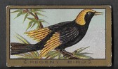 T42 PIEDMONT 42 BIRD SERIES
