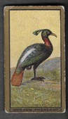 T42 PIEDMONT ARROW BIRD SERIES