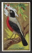 T42 SOVEREIGN BIRD SERIES