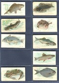 T58 Fish