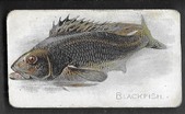 T58 Fish Series