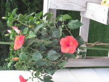 Enlarge photo 2