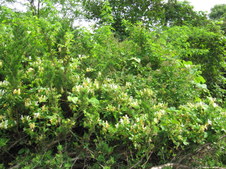 Enlarge photo 13