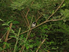 Enlarge photo 28